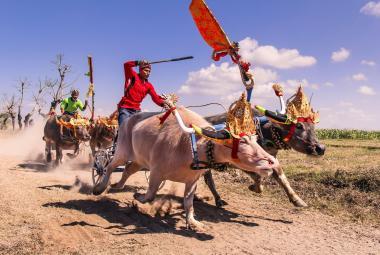 Bovine Grand Prix: The Thrilling History of 'Makepung' Ceremony