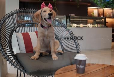 Meet Nala: Movenpick Bali’s Adorable New Ambassador