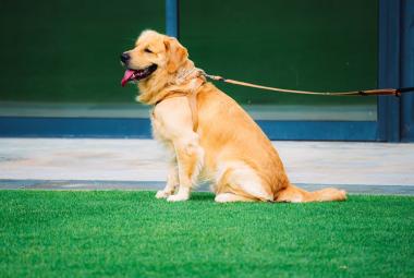 Recommended Pet-Friendly Parks and Spaces in Jakarta