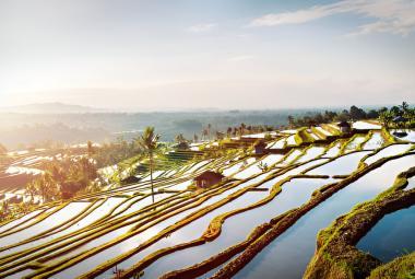 Jatiluwih Rice Terraces to Shine with Laser Show During Festive Season