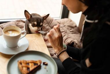 Best Pet-Friendly Cafés in Surabaya